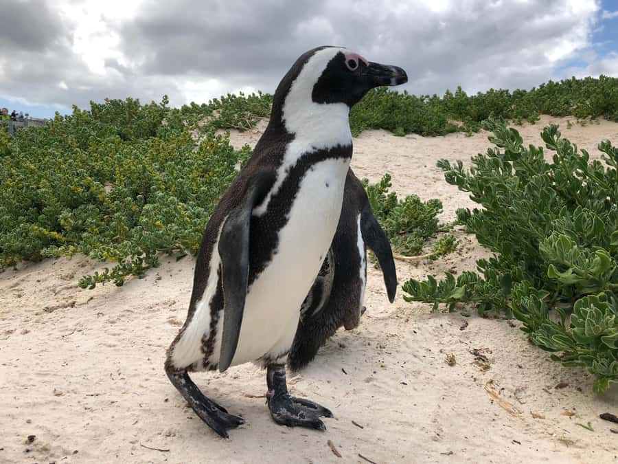 Cape Town: Full-Day Private Tour with Cape Point & Penguins - Key Things I’d Prioritize on This Cape Peninsula Tour