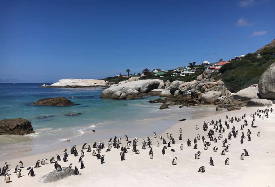 Cape Town: Full-Day Private Tour with Cape Point & Penguins - Cape Peninsula in One Long Day: What the 8 Hours Feel Like