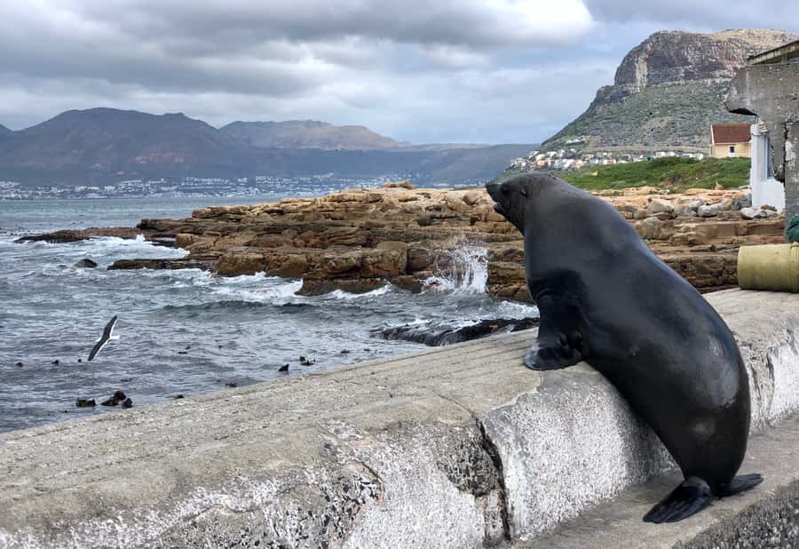 Cape Town: Full-Day Private Tour with Cape Point & Penguins - Cape of Good Hope: The Southwestern Tip Moment