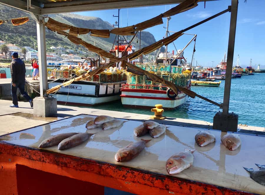 Cape Town: Full-Day Private Tour with Cape Point & Penguins - Constantia Valley Wine Tasting, or an Alternate Beer Finish