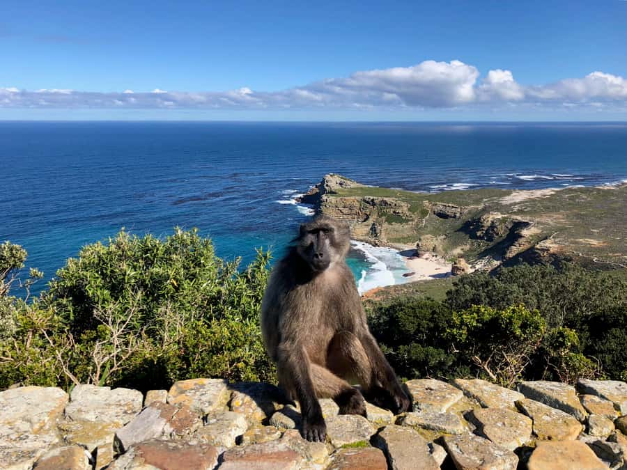 Cape Town: Full-Day Private Tour with Cape Point & Penguins - Pickup, Small Group, and Why a Private Day Actually Helps