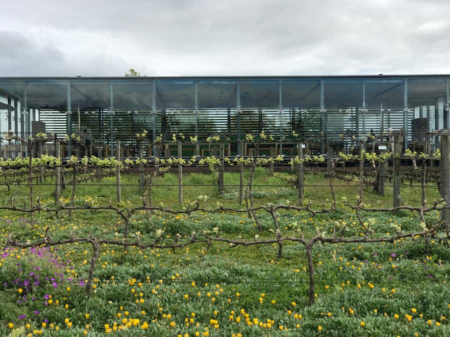 Cape Town: Full-Day Stellenbosch and Franschhoek Wine Tour - Lunch Plans: A Reservation, Not a Free Meal