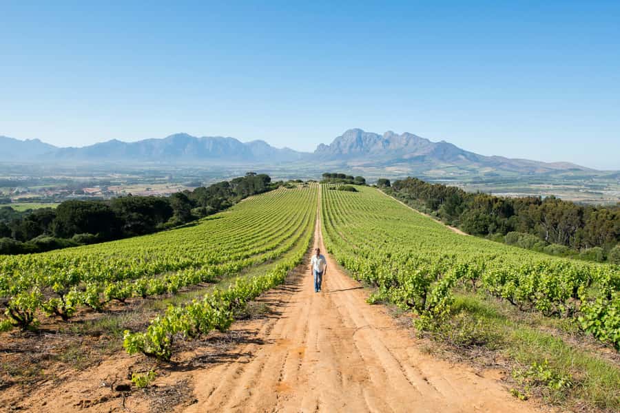 Cape Town: Full-Day Winelands Tour with Wine Tastings & Food - Paarl First: Cheese Tastings and a Quick Education