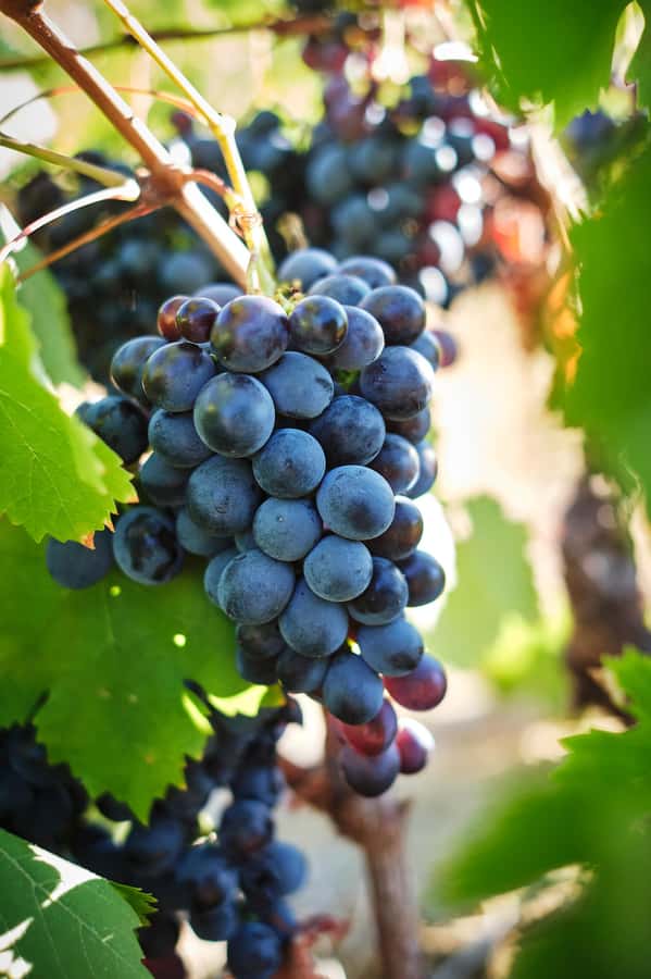 Cape Town: Full-Day Winelands Tour with Wine Tastings & Food - Pickup and Timing: How to Avoid Stress Before Wine