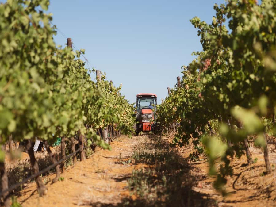 Cape Town: Full-Day Winelands Tour with Wine Tastings & Food - Price Value at About $121 for a Full Day of Tastings and Lunch