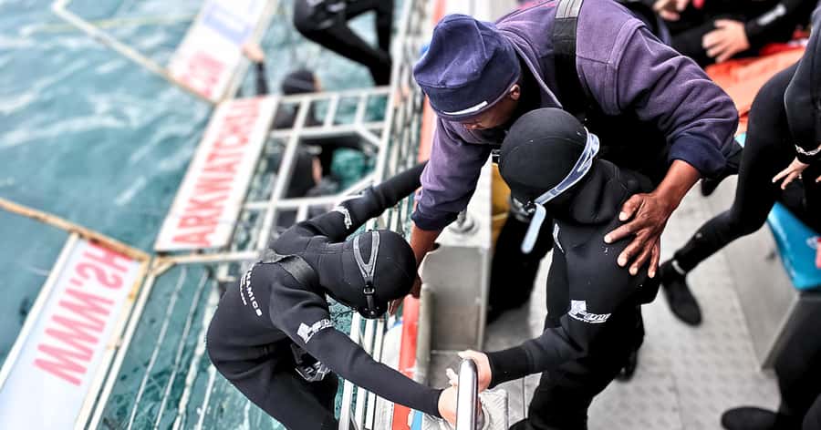Cape Town: Gansbaai Eco-Friendly Shark Cage Diving Cruise - Key highlights worth planning for