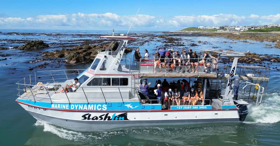 Cape Town: Gansbaai Eco-Friendly Shark Cage Diving Cruise - Cape Town to Gansbaai: the drive that makes the day feel real