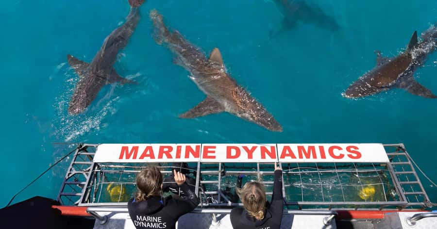 Cape Town: Gansbaai Eco-Friendly Shark Cage Diving Cruise - Boarding Slashfin: what the boat experience is like