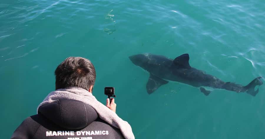 Cape Town: Gansbaai Eco-Friendly Shark Cage Diving Cruise - Inside the cage session: safety, timing, and what to expect