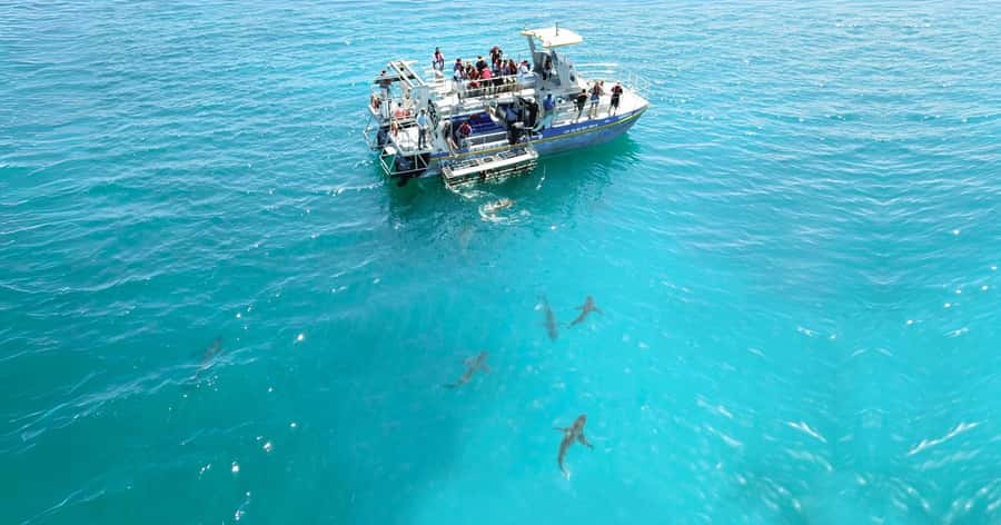 Cape Town: Gansbaai Eco-Friendly Shark Cage Diving Cruise - What makes the price feel fair at $237 per person