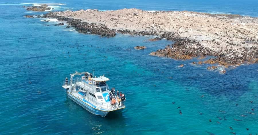 Cape Town: Gansbaai Eco-Friendly Shark Cage Diving Cruise - Eco-friendly and conservation-focused in real terms