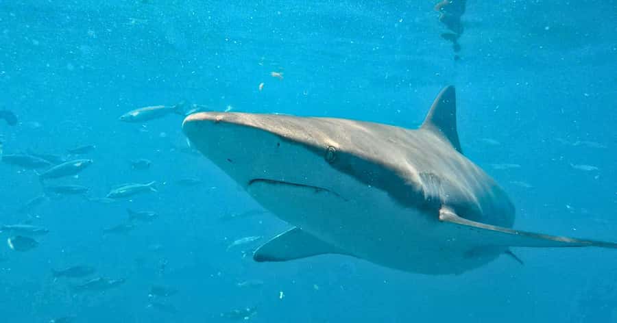 Cape Town: Gansbaai Eco-Friendly Shark Cage Diving Cruise - The Great White House: breakfast, crew intro, and the safety talk