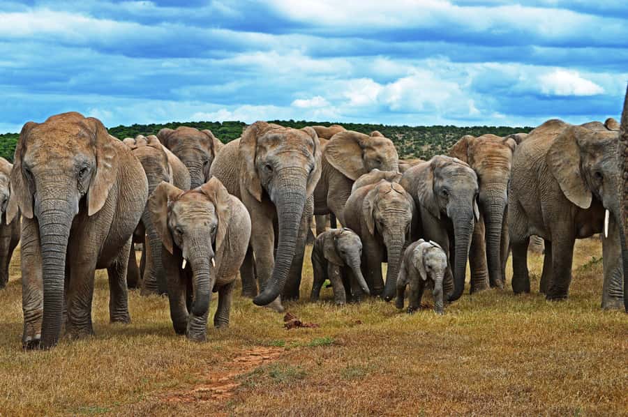 Cape Town: Garden Route and Addo Elephant Park 6-Day Safari - Key highlights you’ll feel immediately