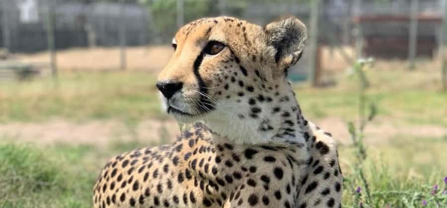 Cape Town: Giraffe House, Cheetah Encounter and Wine Tasting - Cheetah Outreach: up-close predator time with a guide