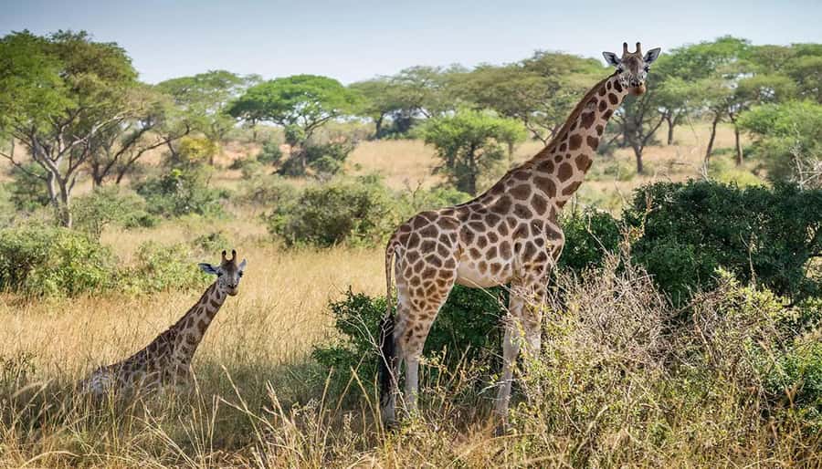 Cape Town: Giraffe House, Cheetah Encounter and Wine Tasting - Should you book this Cape Town giraffe, cheetah, and wine combo?