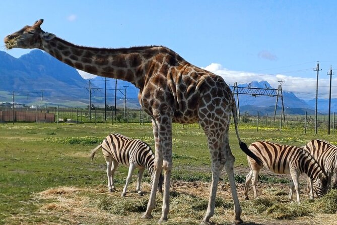 Cape Town Giraffe House, Cheetah Encounter and Wine Tasting Tour - Key highlights worth booking for