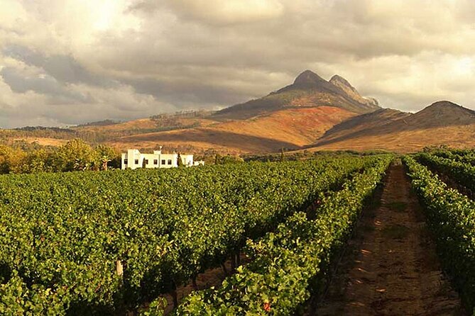 Cape Town Giraffe House, Cheetah Encounter and Wine Tasting Tour - Getting picked up in Cape Town for an 8-hour wildlife and wine day
