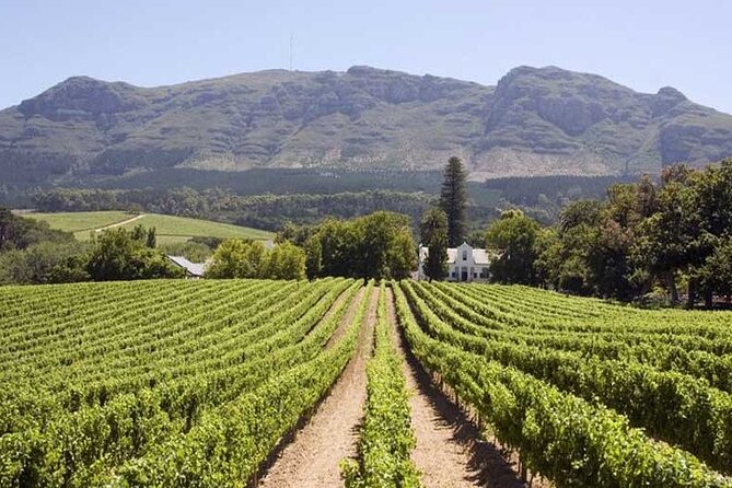 Cape Town Giraffe House, Cheetah Encounter and Wine Tasting Tour - Price, value, and what you get for $199.40 per person