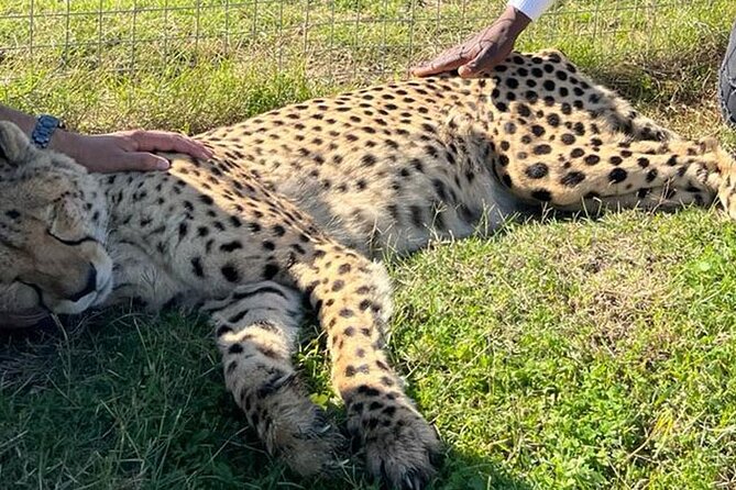 Cape Town Giraffe House, Cheetah Encounter and Wine Tasting Tour - Who this private day trip is best for (and who should think twice)