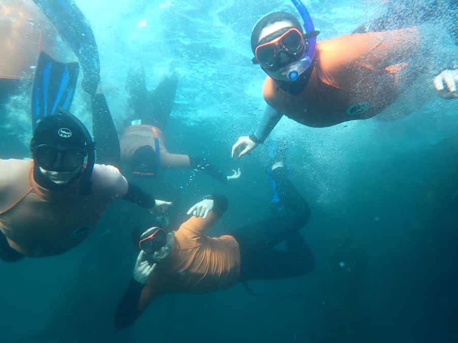 Cape Town: Great African Sea Forest Guided Snorkel - Key takeaways before you go