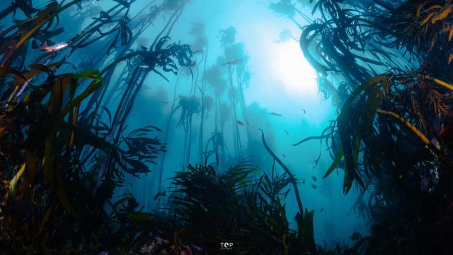 Cape Town: Great African Sea Forest Guided Snorkel - Should you book Cape Town’s Great African Sea Forest guided snorkel?