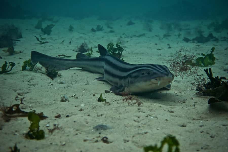 Cape Town: Great African Sea Forest Guided Snorkel - Cape Town’s kelp forest snorkel, and why this seaweed “world” matters
