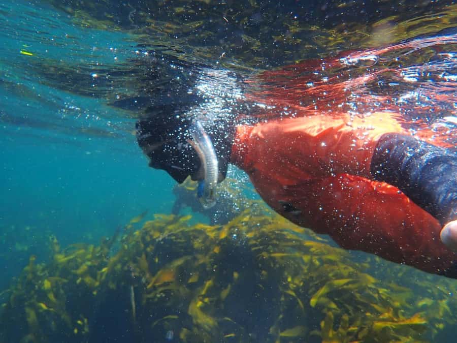 Cape Town: Great African Sea Forest Guided Snorkel - What happens in the water: moving through kelp like you belong there