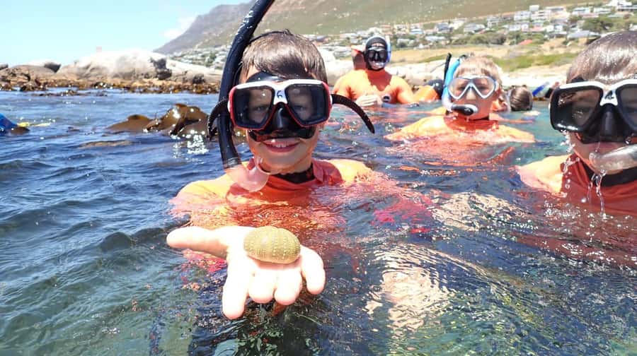 Cape Town: Great African Sea Forest Guided Snorkel - Sea life you can expect in the Great African Sea Forest