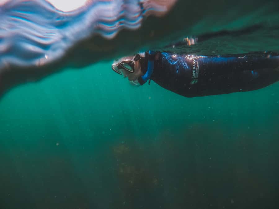 Cape Town: Great African Sea Forest Guided Snorkel - Shark research participation, FinSpotter app updates, and Ocean Ambassador honor