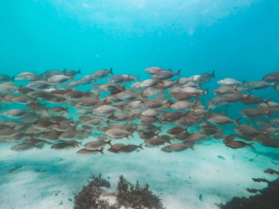 Cape Town: Great African Sea Forest Guided Snorkel - Price and value: what $74 includes, and why it feels fair