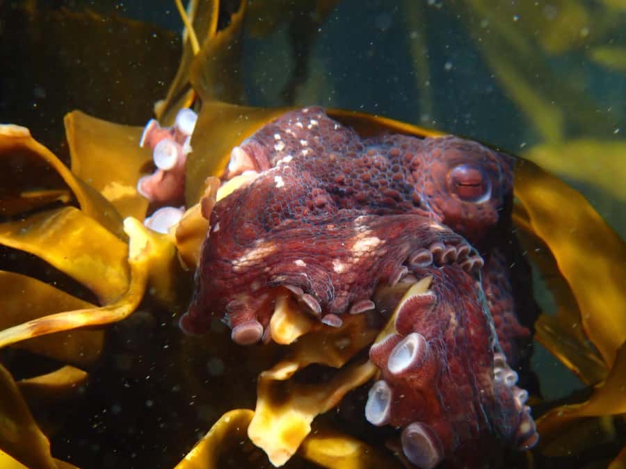 Cape Town: Great African Sea Forest Guided Snorkel - Who should book this sea forest snorkel in Cape Town