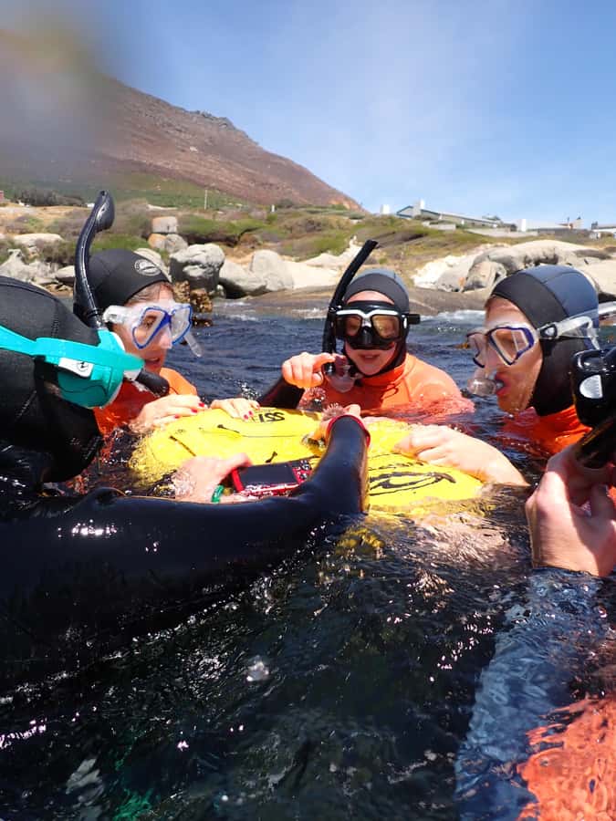 Cape Town: Great African Sea Forest Guided Snorkel - Meet at Cape RADD Dive Center on False Bay, then get your shark-focused start