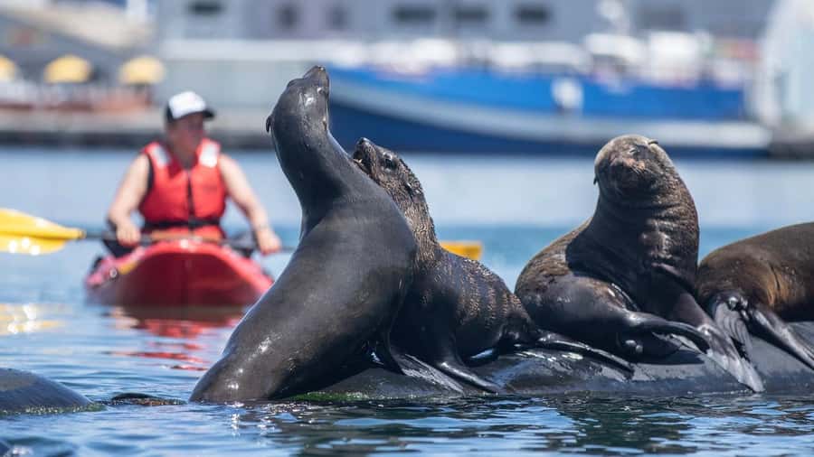 Cape Town: Guided Kayak Tour - Key highlights worth centering your expectations on