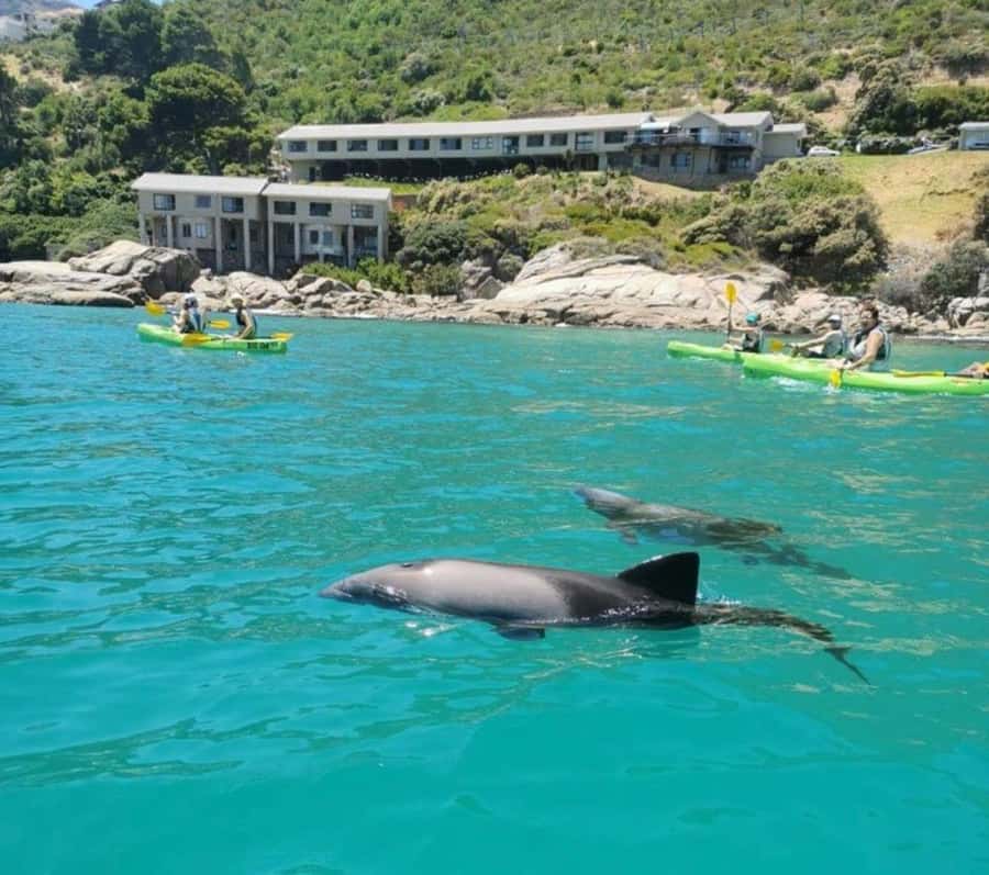 Cape Town: Guided Kayaking in Hout Bay - Where It Starts: Hout Bay Harbour, Right by Ground Up Café