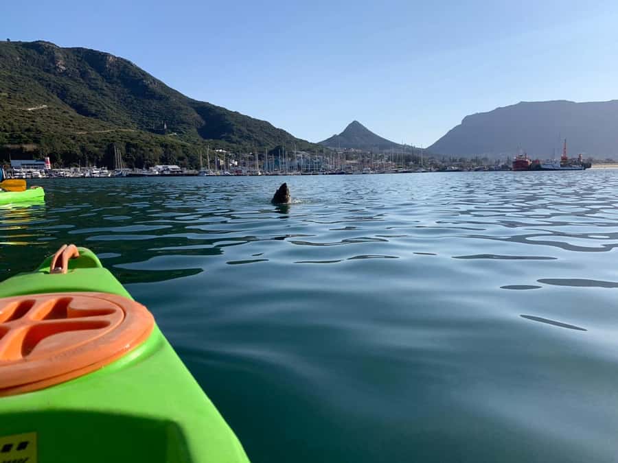 Cape Town: Guided Kayaking in Hout Bay - Wildlife Moments: Cape Fur Seals and the Chance for Dolphins
