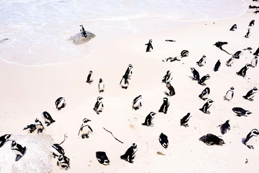 Cape Town: Guided Marine Wildlife Cruise and Cape Point Tour - Key things to know before you go