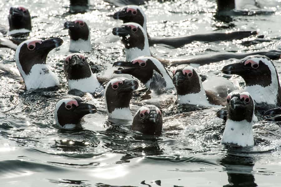 Cape Town: Guided Marine Wildlife Cruise and Cape Point Tour - Sea and land in 6 hours, the sensible Cape Town way