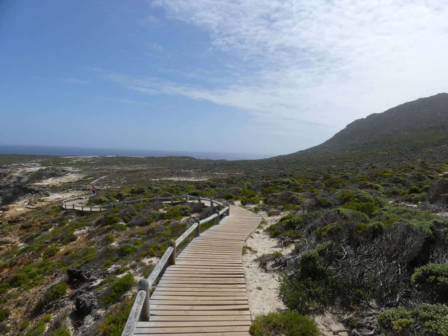 Cape Town: Guided Marine Wildlife Cruise and Cape Point Tour - Price and logistics: is $170 worth your time?