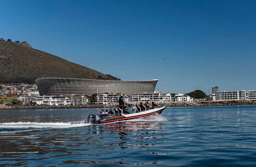 Cape Town: Guided Marine Wildlife Cruise and Cape Point Tour - Table Bay wildlife cruise: what you might actually see