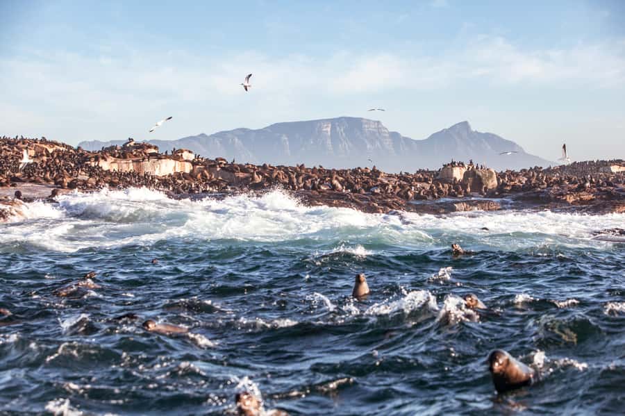 Cape Town: Guided Township Tour with Hotel Pickup - Bonteheuwel and Gugulethu: how communities shifted after apartheid