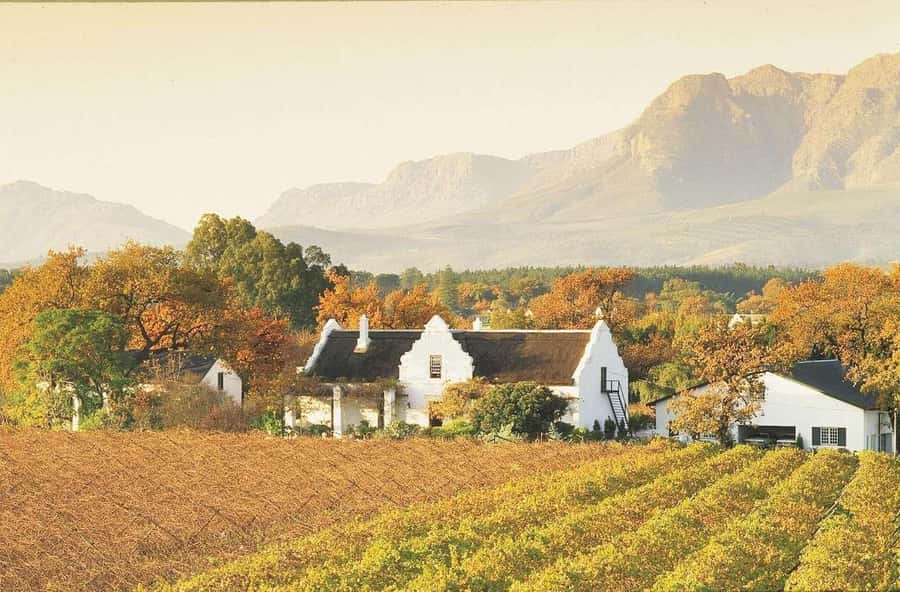 Cape Town: Guided Winelands Tour & Tasting in Stellenbosch - Who this tour suits best, and who should think twice