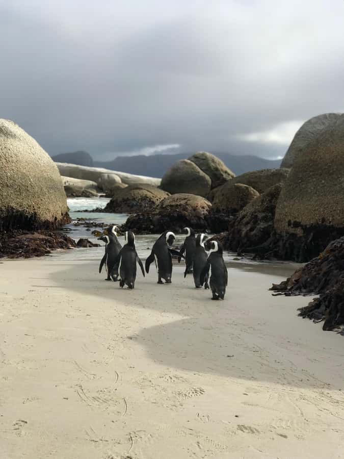Cape Town: Half-Day Boulders Beach & Penguin Encounter Tour - Key Things That Make This Tour Work So Well