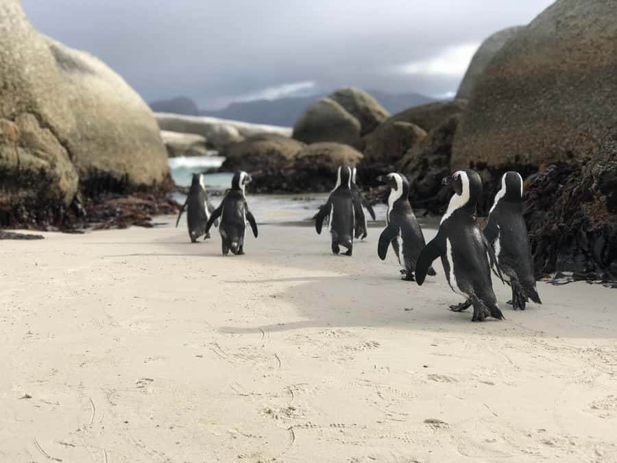 Cape Town: Half-Day Boulders Beach & Penguin Encounter Tour - The Best Part: Boulders Penguin Colony Up Close