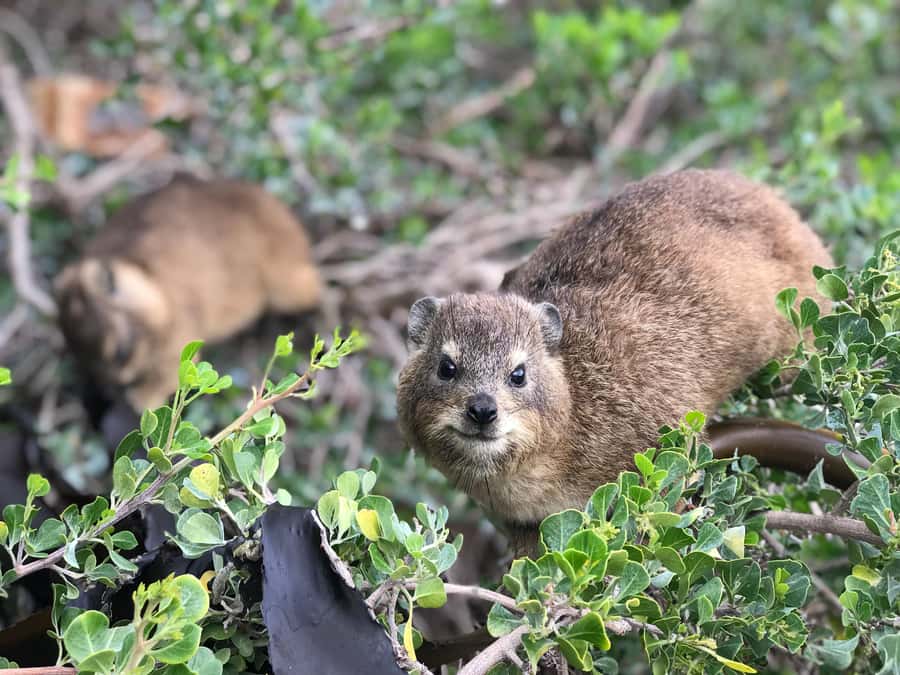Cape Town: Half-Day Boulders Beach & Penguin Encounter Tour - False Bay Coastline Drive, Then a Food Stop That Makes Sense