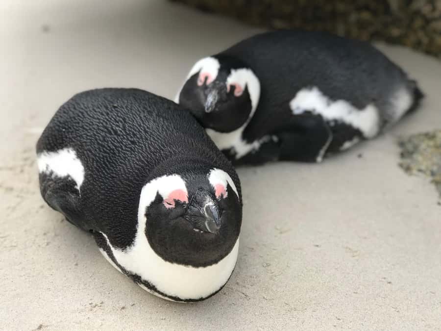 Cape Town: Half-Day Boulders Beach & Penguin Encounter Tour - Bo Kaap: Quick Color, Big Photo Payoff