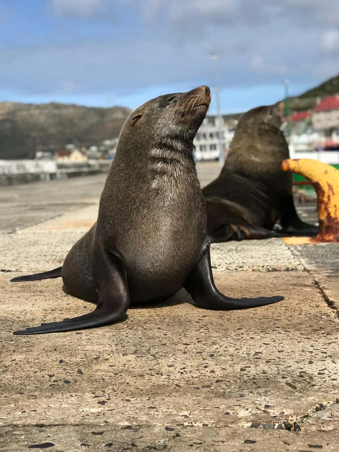 Cape Town: Half-Day Boulders Beach & Penguin Encounter Tour - Guide and Group Size: Why the Pace Feels Relaxed