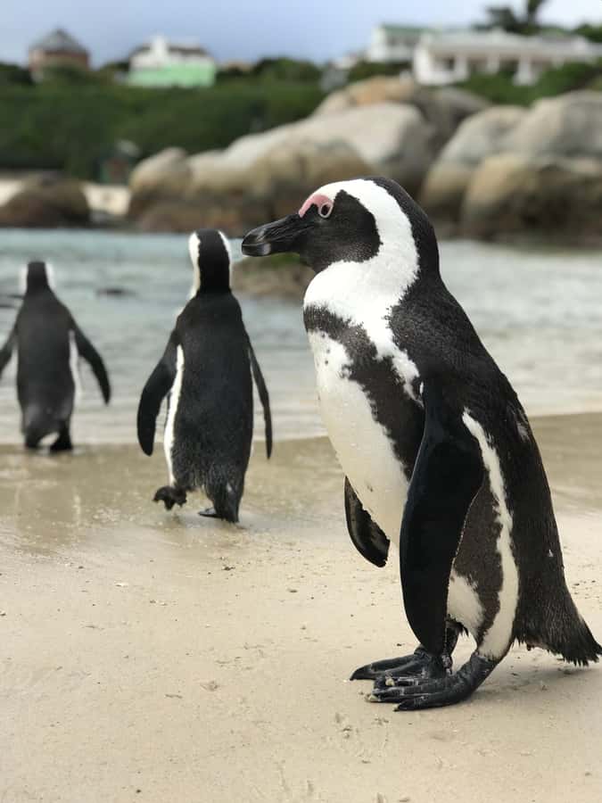 Cape Town: Half-Day Boulders Beach & Penguin Encounter Tour - Boardwalk Viewing and the Penguin Beach Atmosphere