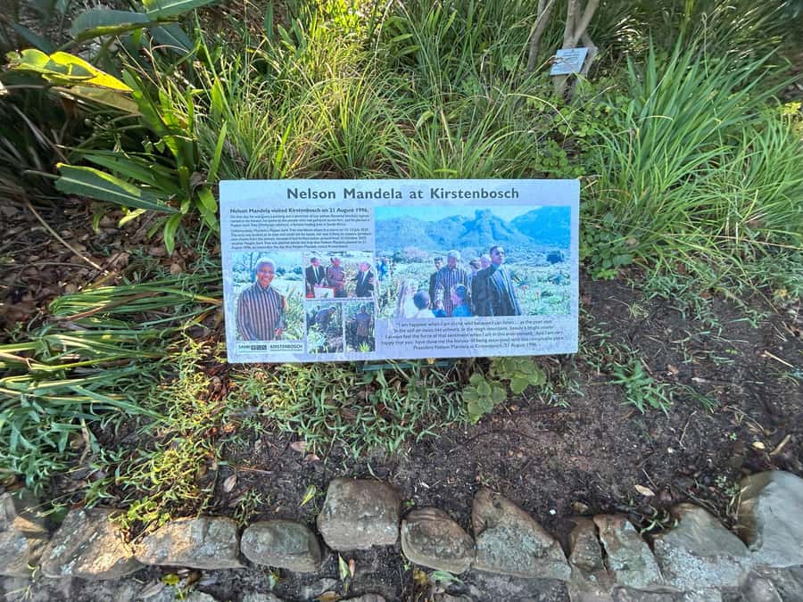 Cape Town: Half Day Table Mountain & Kirstenbosch Gardens - The transition by van: short, scenic, and not a day-long detour