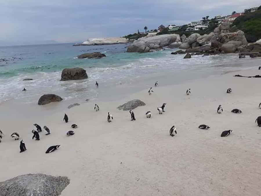 Cape Town: Halfday African Penguin tour - How This 5-Hour Tour Works (And What It’s Best At)