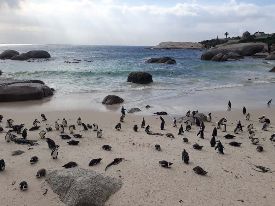 Cape Town: Halfday African Penguin tour - Cape Town Pickup to the Quick Stops Around the “Mother City”